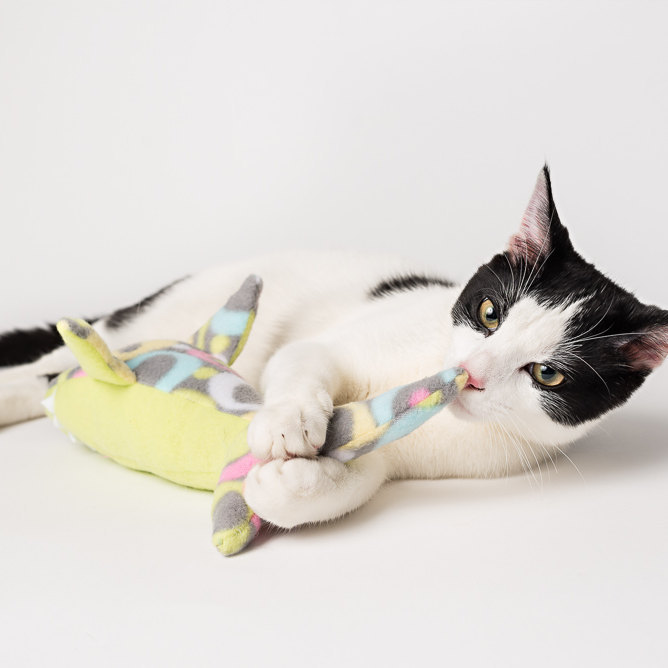 dogs and catnip toys